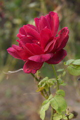 Beautiful red rose flower closeup in garden, A very beautiful red rose flower bloomed on the rose tree, Rose flower closeup, bloom flowers, Natural spring flower, Natural floral background,