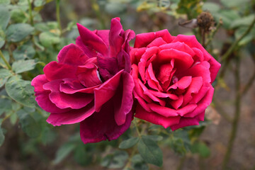 Beautiful red rose flower closeup in garden, A very beautiful red rose flower bloomed on the rose tree, Rose flower closeup, bloom flowers, Natural spring flower, Natural floral background,