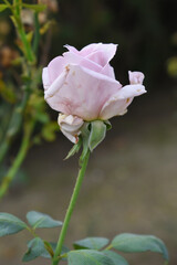 Beautiful lady pink rose flower closeup in garden, A very beautiful lady pink rose flower bloomed on the rose tree, Rose flower closeup, bloom flowers, Natural spring flower, natural floral background