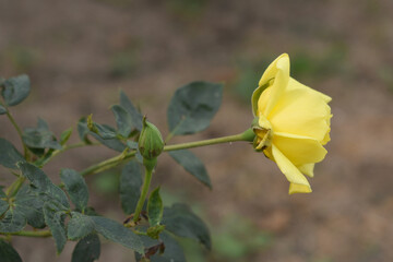 Beautiful yellow rose flower closeup in garden, A very beautiful yellow rose flower bloomed on the rose tree, Rose flower closeup, bloom flowers, Natural spring flower, Natural floral background, 