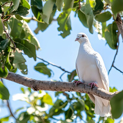 Obraz premium White dove perched on a branch, sunny day, green leaves background; peace, hope, serenity concept