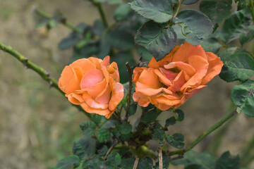 Beautiful orange rose flower closeup in garden, A very beautiful orange rose flower bloomed on the rose tree, Rose flower closeup, bloom flowers, Natural spring flower, Natural floral background,