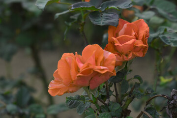 Beautiful orange rose flower closeup in garden, A very beautiful orange rose flower bloomed on the rose tree, Rose flower closeup, bloom flowers, Natural spring flower, Natural floral background,