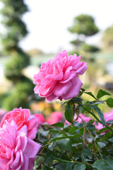 Obraz premium Beautiful pink white rose flower closeup in garden, A very beautiful pink white yellow rose flower bloomed on the rose tree, Rose flower closeup, bloom flowers, Natural spring flower floral background