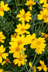 Oregon Sunshine flowers or Wooly Sunflowers on meadow on green grass