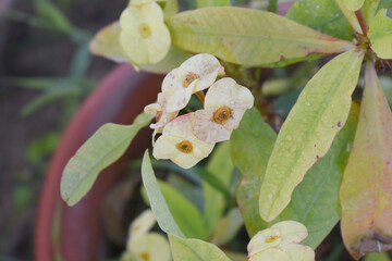 Close up of beautiful yellow Euphorbia milii, the crown of thorns, called Corona de Cristo. Crown...