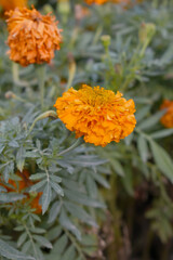 orange marigold flower blossom in garden, orange Mari Gold flowers for decorate garden, Close up of beautiful orange marigold flower. Nature, Marigold flowers bloom in the morning, Marigold