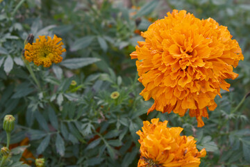 orange marigold flower blossom in garden, orange Mari Gold flowers for decorate garden, Close up of beautiful orange marigold flower. Nature, Marigold flowers bloom in the morning, Marigold