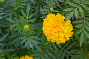 orange marigold flower blossom in garden, orange Mari Gold flowers for decorate garden, Close up of beautiful orange marigold flower. Nature, Marigold flowers bloom in the morning, Marigold