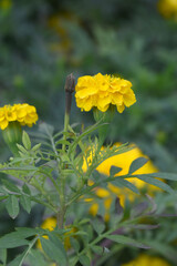 Yellow marigold flower blossom in garden, Yellow Mari Gold flowers for decorate garden, Close up of beautiful Yellow marigold flower. Nature, Marigold flowers bloom in the morning, Marigold