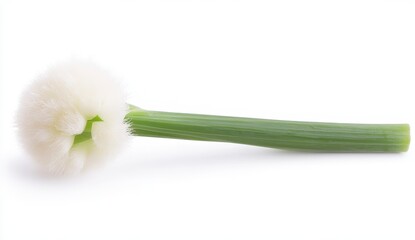 Fototapeta premium Unique Green Onion with Fluffy White End for Culinary Uses