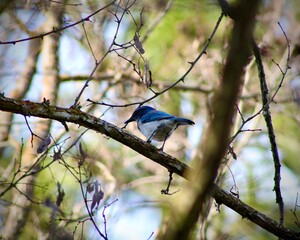 Blue jay
