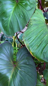 Philodendron, heart-shaped green leaves with prominent veins and a slight sheen dominate the frame, showcasing lush foliage.