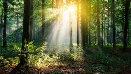 Fototapeta premium bright beam of light breaking through dense forest symbolizes hope and transformation