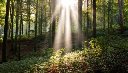 Fototapeta premium bright beam of light breaking through dense forest symbolizes hope and transformation