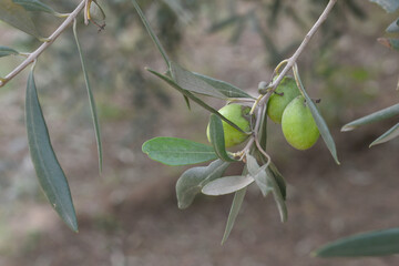 unripe green olives on tree closeup, Olive-tree branch with unripe green olives, olive tree...