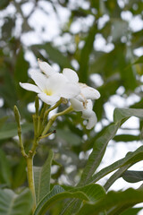white flower called plumeria pudica  in the garden, Plumeria Pudica white flowers, Plumeria Pudica Flowers Beautiful tulips flowers blooming outdoors garden. White color Plumeria Pudica flowers image