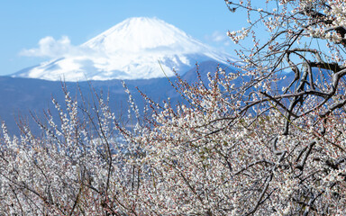 早春の梅林から富士山を望む