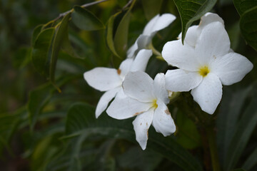 white flower called plumeria pudica  in the garden, Plumeria Pudica white flowers, Plumeria Pudica Flowers Beautiful tulips flowers blooming outdoors garden. White color Plumeria Pudica flowers image