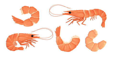 Cartoon shrimps. Raw or boiled seafood, tiger shrimps meat, king prawns without shell flat vector illustration set. Ocean shrimps collection on white background