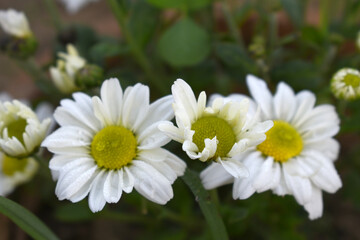 white Common daisy beautiful flowers with blur green background in garden, White beautiful daisies on a field in green grass, Oxeye daisy, Leucanthemum vulgare, Daisies, Dox-eye, Dog daisy in nature
