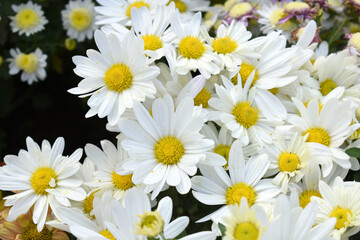 Fototapeta premium white Common daisy beautiful flowers with blur green background in garden, White beautiful daisies on a field in green grass, Oxeye daisy, Leucanthemum vulgare, Daisies, Dox-eye, Dog daisy in nature