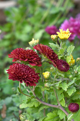 Beautiful Maroon chrysanthemum flowers closeup in the winter garden, Closeup of Chrysanthemum flower, Field of the Maroon Chrysanthemum, Beautiful Maroon flower blooming in nature.