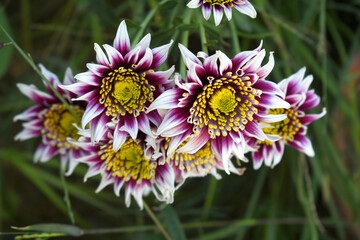 Obraz premium Beautiful White Purple chrysanthemum flowers closeup in the winter garden, Closeup of Chrysanthemum flower, Field of the White purple Chrysanthemum, Beautiful White purple flower blooming in nature.