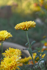 Beautiful Yellow Orange chrysanthemum flowers closeup in the winter garden, Closeup of Chrysanthemum flower, Field of the Yellow Orange Chrysanthemum, Beautiful Yellow Orange flower blooming in nature