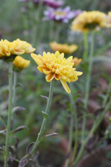 Beautiful Yellow Orange chrysanthemum flowers closeup in the winter garden, Closeup of Chrysanthemum flower, Field of the Yellow Orange Chrysanthemum, Beautiful Yellow Orange flower blooming in nature