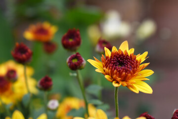 Beautiful Yellow red chrysanthemum flowers closeup in the winter garden, Closeup of Chrysanthemum flower, Field of the Yellow red Chrysanthemum, Beautiful Yellow red flower blooming in nature.