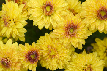 Beautiful Yellow red chrysanthemum flowers closeup in the winter garden, Closeup of Chrysanthemum flower, Field of the Yellow red Chrysanthemum, Beautiful Yellow red flower blooming in nature.