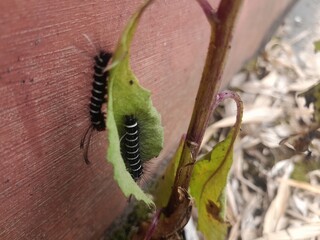 two tails of black and white striped feathers on a plant