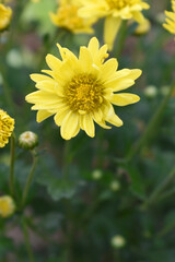 Beautiful Yellow chrysanthemum flowers closeup in the winter garden, Closeup of Chrysanthemum flower, Field of the Yellow Chrysanthemum, Beautiful Yellow flower blooming in nature.