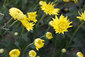 Beautiful Yellow chrysanthemum flowers closeup in the winter garden, Closeup of Chrysanthemum flower, Field of the Yellow Chrysanthemum, Beautiful Yellow flower blooming in nature.