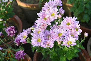 Beautiful Pink chrysanthemum flowers closeup in the winter garden, Closeup of Chrysanthemum flower, Field of the Pink Chrysanthemum, Beautiful Pink flower blooming in nature.