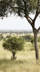 Fototapeta premium Serene landscape featuring tall grasslands and scattered trees under a clear sky
