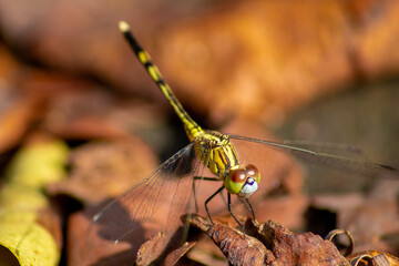 Close-up photo of a dragonfly perched on a dry branch