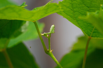 light green buds of grapevine branches