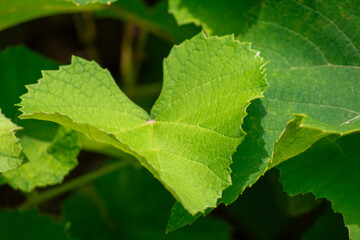 fresh green grape leaves on backgorund