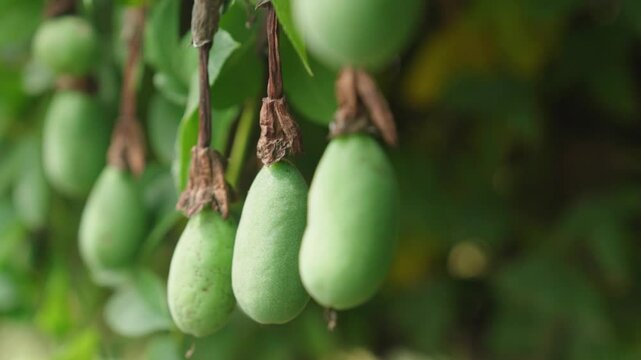 Selective focus shot of banana passionfruits (Passiflora tarminiana) growing on a tree