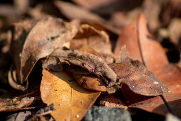 piles of dry leaves scattered everywhere