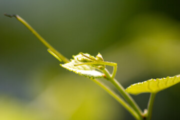 budding vine tip with blurred background