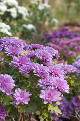 Obraz premium Beautiful Purple chrysanthemum flowers closeup in the winter garden, Closeup of Chrysanthemum flower, Field of the purple Chrysanthemum, Beautiful purple flower blooming in nature.