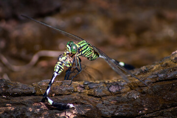 photo of a cabial dragonfly eating another dragonfly