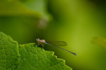 photo of a small dragonfly on the tip of a grapevine leaf