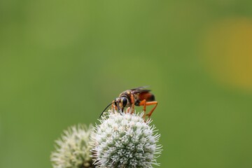 Wasp on Spiky Flower