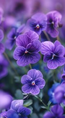 Fototapeta premium Vibrant Purple Pansies Blooming in Garden Close Up Photography