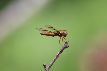 Dragonfly perched on a twig with a green backdrop.
