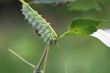 Vibrant Green Caterpillar on Leaf